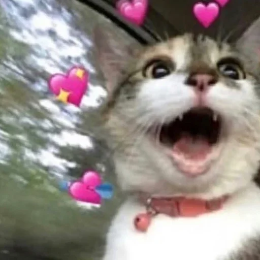 млекопитающее животное кошка