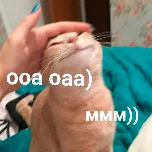 домашняя кошка Человек кошка