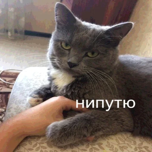 животное кошка млекопитающее