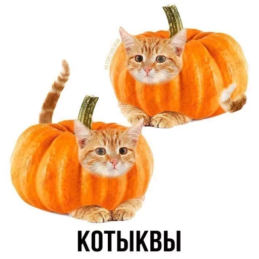 кошка животное калабаза