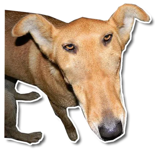 Упоротый пёс - 