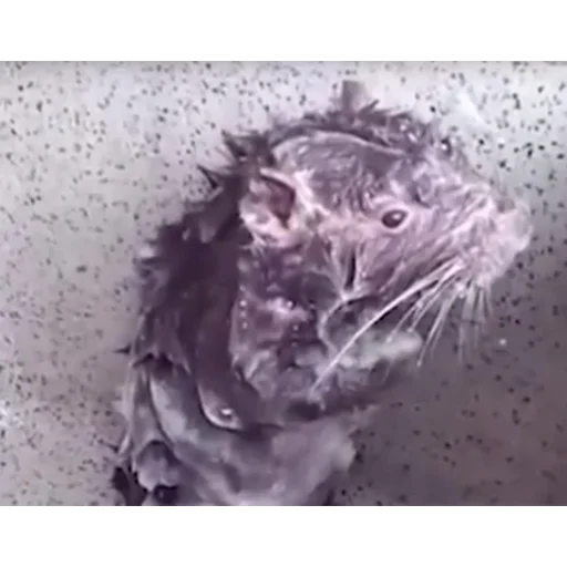 rodent mammal animal