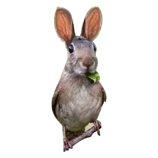 Стикер Strange Animals @stickersb2b - 11