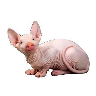 Стикер Strange Animals @stickersb2b - 9