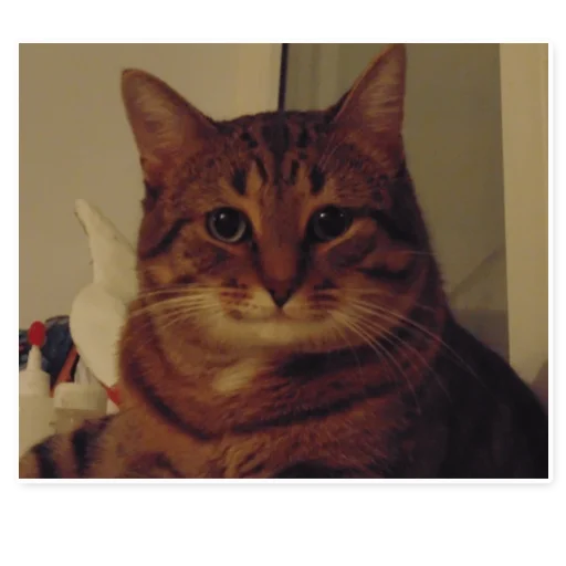 Sticker StripeCatSmiling - 1