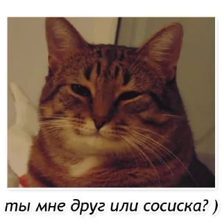 Стикер Полосатый кот улыбается - 8