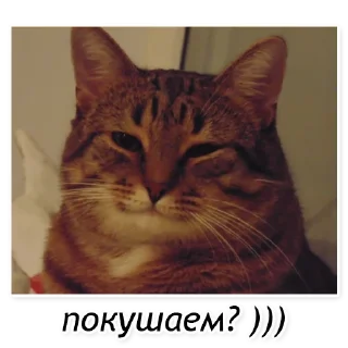 Стикер Полосатый кот улыбается - 5