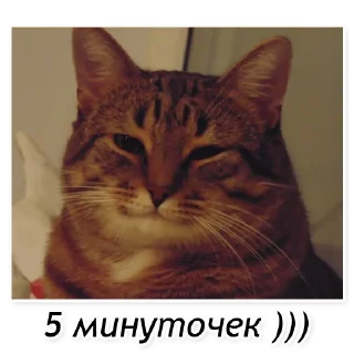 Стикер Полосатый кот улыбается - 3