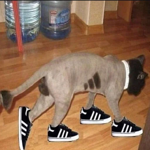 комнатный животное кошка