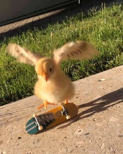 птица на открытом воздухе животное