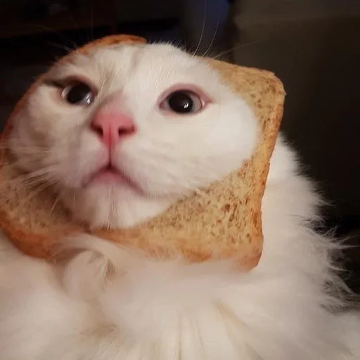 кошки малого и среднего размера усы кошачьи