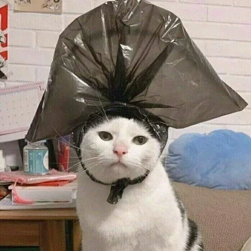 комнатный кошка животное