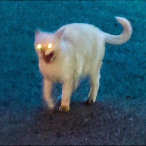 животное млекопитающее домашняя кошка