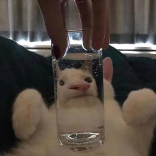 cat indoor drinking water