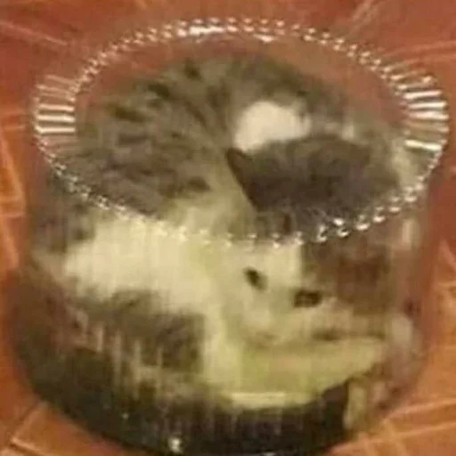 комнатный пластмасса пудинг