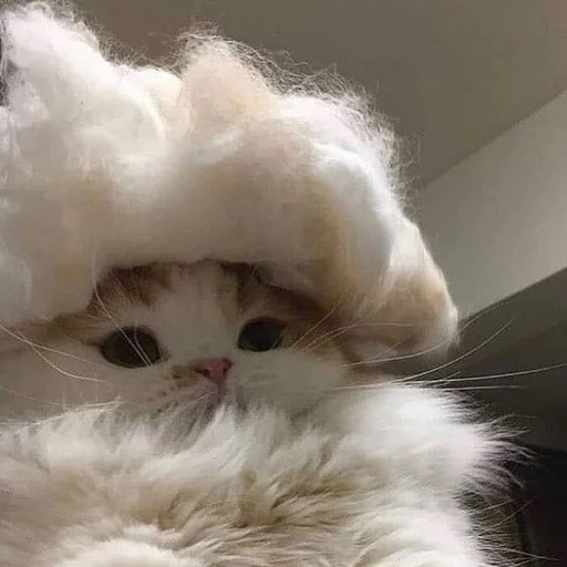 млекопитающее домашняя кошка животное