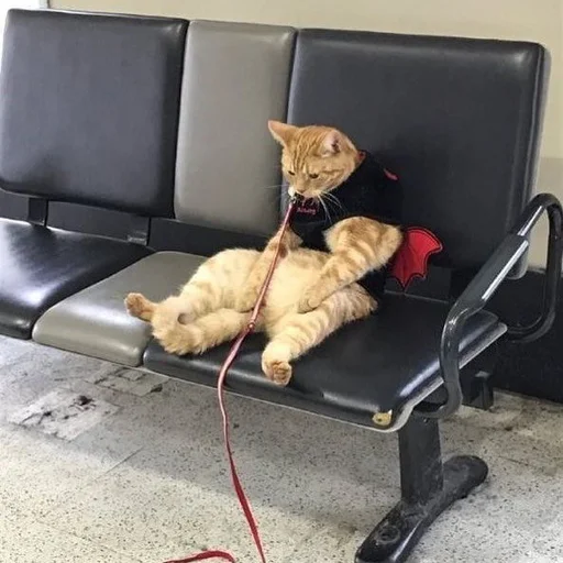 животное кошка комнатный