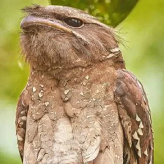 Стикер Lalaki - 5