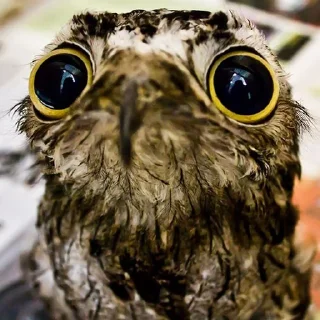 Стикер Lalaki - 3