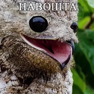 Стикер Lalaki - 6