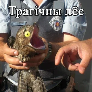 Стикер Lalaki - 2