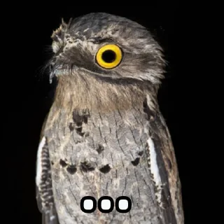 Стикер Lalaki - 11