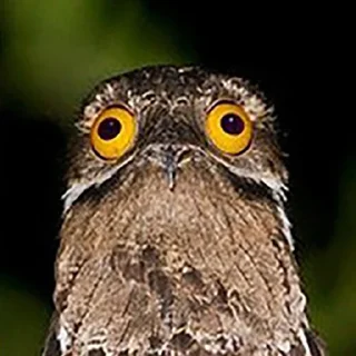 Стикер Lalaki - 1