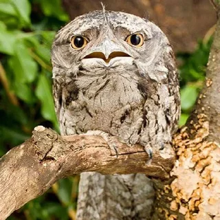 Стикер Lalaki - 9