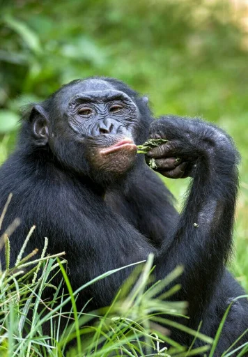 mammal animal primate