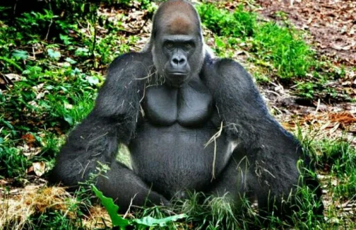 mammal animal primate