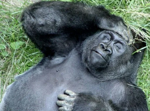 mammal animal primate