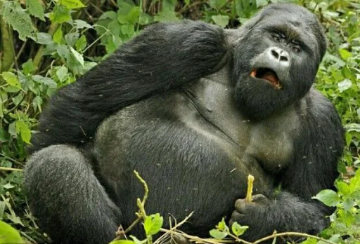 mammal animal primate