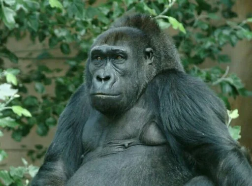 mammal animal primate