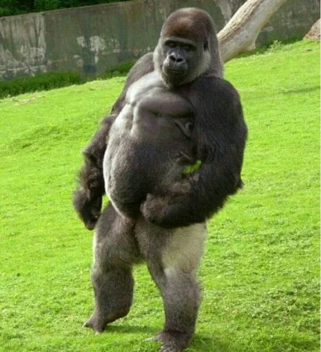 mammal animal primate