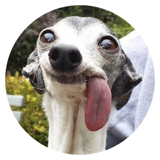 Stupid Dogs @StikeryTG - 