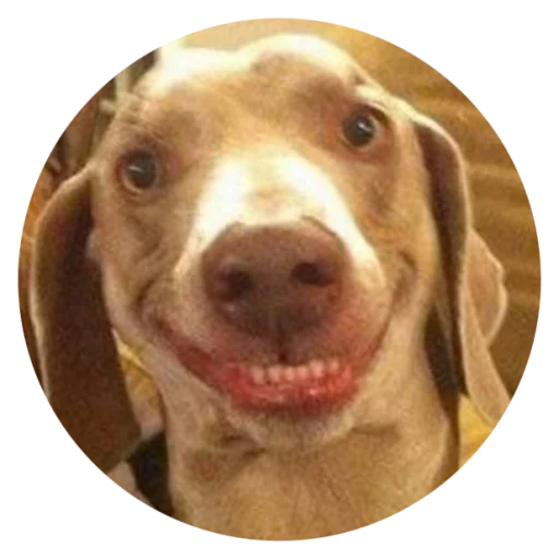 Sticker Stupid Dogs @StikeryTG - 11