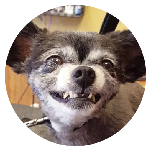 Sticker Stupid Dogs @StikeryTG - 10