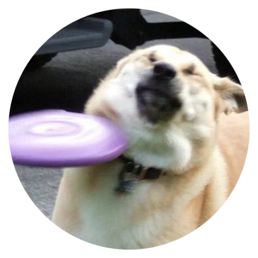 Sticker Stupid Dogs @StikeryTG - 9