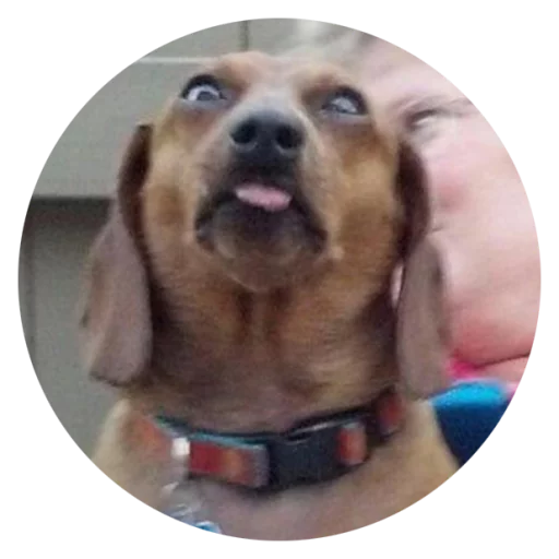 Sticker Stupid Dogs @StikeryTG - 8