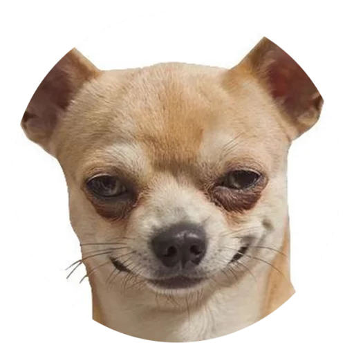 Sticker Stupid Dogs @StikeryTG - 7