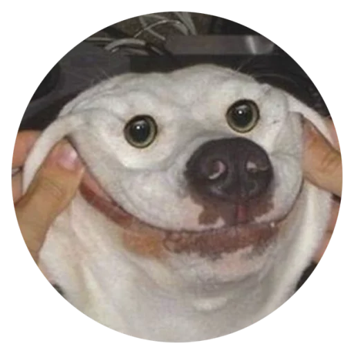 Sticker Stupid Dogs @StikeryTG - 6