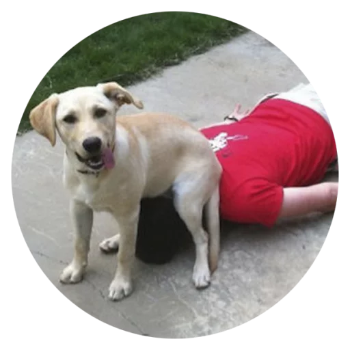 Sticker Stupid Dogs @StikeryTG - 5