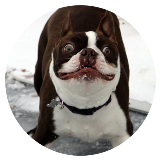 Sticker Stupid Dogs @StikeryTG - 3