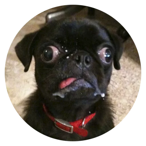 Sticker Stupid Dogs @StikeryTG - 2