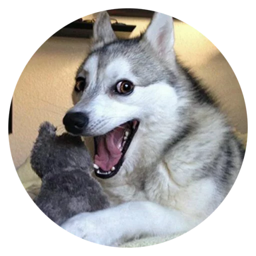 Sticker Stupid Dogs @StikeryTG - 1