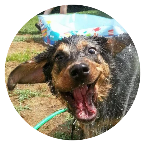 Sticker Stupid Dogs @StikeryTG - 0