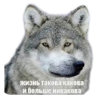 Sticker StvCur26 - 6