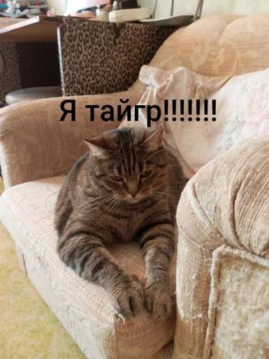 Стикер SuaZkilmTF_by_Sticker_tg_robot - 1