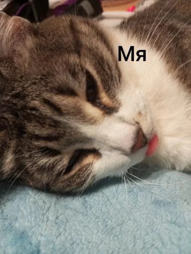 Стикер SuaZkilmTF_by_Sticker_tg_robot - 1