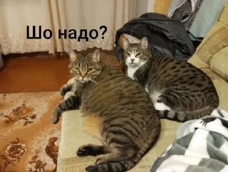 Стикер Маруся🐱и Соня🐱 @Sticker_tg_robot - 8